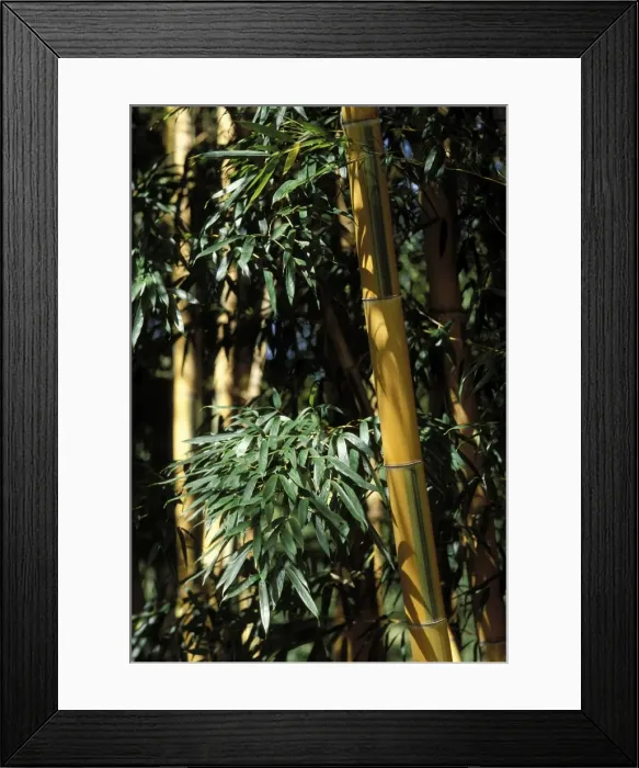 Framed Print : Banboo - stubbles and foliage Framed Print : Banboo - stubbles and foliage