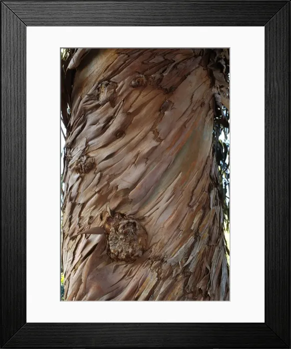 Framed Print : Blue Gum Tree - bark Framed Print : Blue Gum Tree - bark