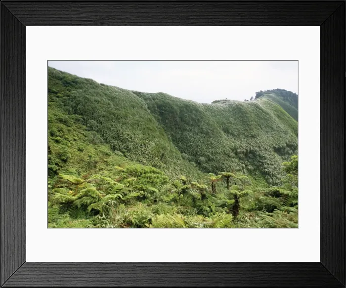 Framed Print : Saint Helena - tree ferns & invasive New Zealand fax Framed Print : Saint Helena - tree ferns & invasive New Zealand fax