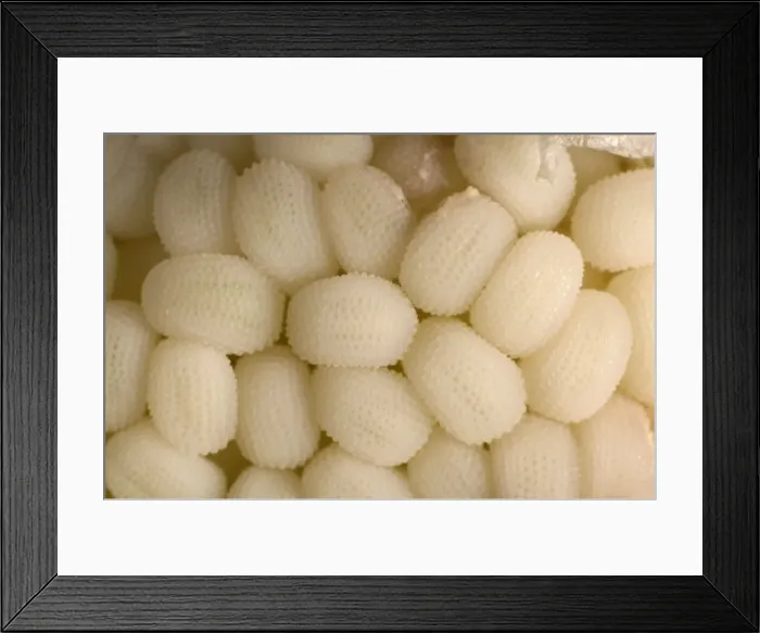 Framed Print : White Campion - close-up of immatures seeds. Europe Framed Print : White Campion - close-up of immatures seeds. Europe