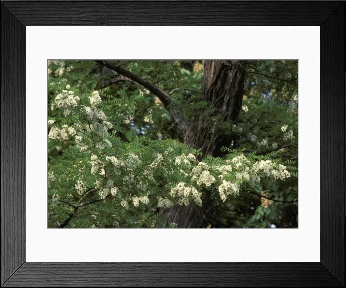 Framed Print : Black Locust / False Acacia Tree - flowering Framed Print : Black Locust / False Acacia Tree - flowering