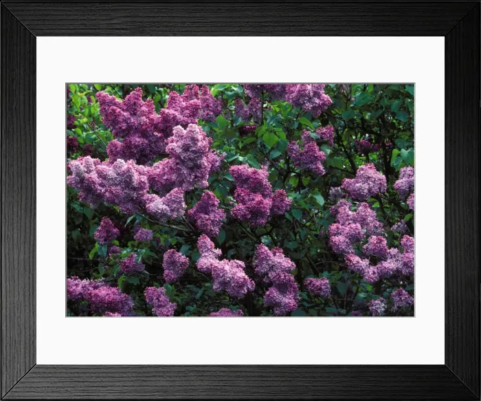 Framed Print : Common Lilac Framed Print : Common Lilac