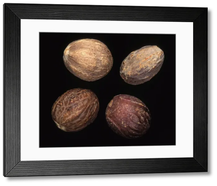 Framed Print : Nutmeg. PPG-1721. Nutmeg. Myristica fragrans Framed Print : Nutmeg. PPG-1721. Nutmeg. Myristica fragrans