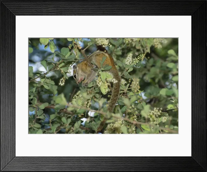 Framed Print : Striped Tree Squirrel Framed Print : Striped Tree Squirrel