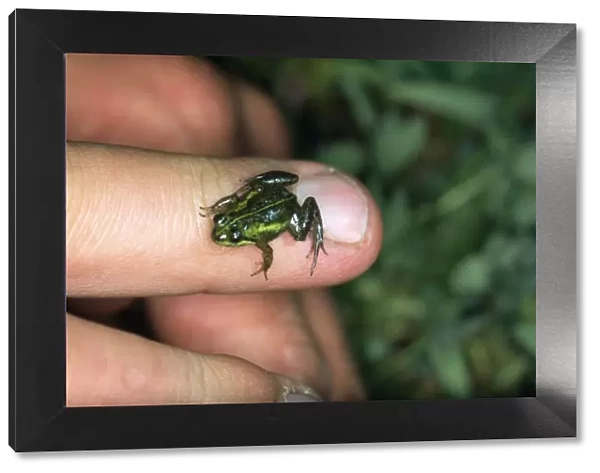 Micro Frog - on a finger showing scale