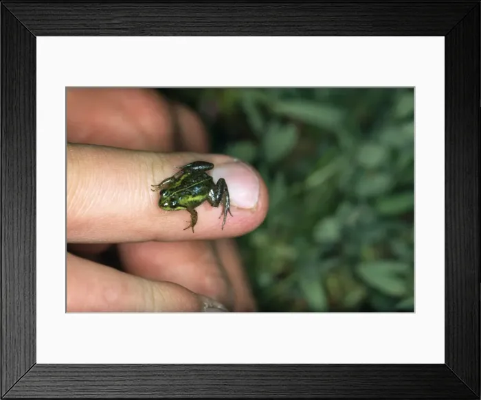 Framed Print : Micro Frog - on a finger showing scale Framed Print : Micro Frog - on a finger showing scale