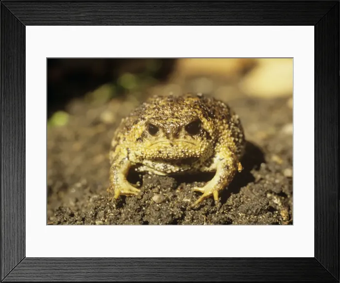 Framed Print : Cape Rain Frog Framed Print : Cape Rain Frog