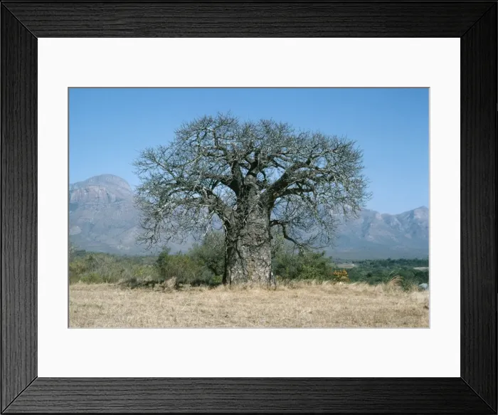 Framed Print : Baobab Tree PS 2037 Descriptoin - Location Adansonia digitata © Peter Steyn / ARDEA LONDON Framed Print : Baobab Tree PS 2037 Descriptoin - Location Adansonia digitata © Peter Steyn / ARDEA LONDON