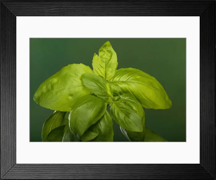 Framed Print : Basil. PPG-1778. Basil. Pascal Goetgheluck Framed Print : Basil. PPG-1778. Basil. Pascal Goetgheluck