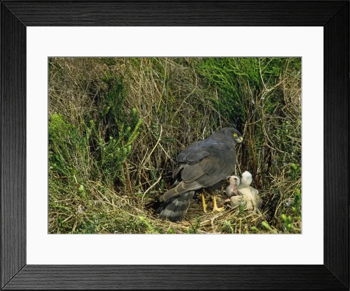 Framed Print : Black Harrier - at nest with chicks Framed Print : Black Harrier - at nest with chicks