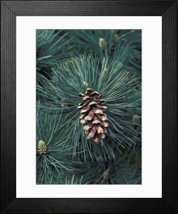 Framed Print : Eastern White Pine Framed Print : Eastern White Pine