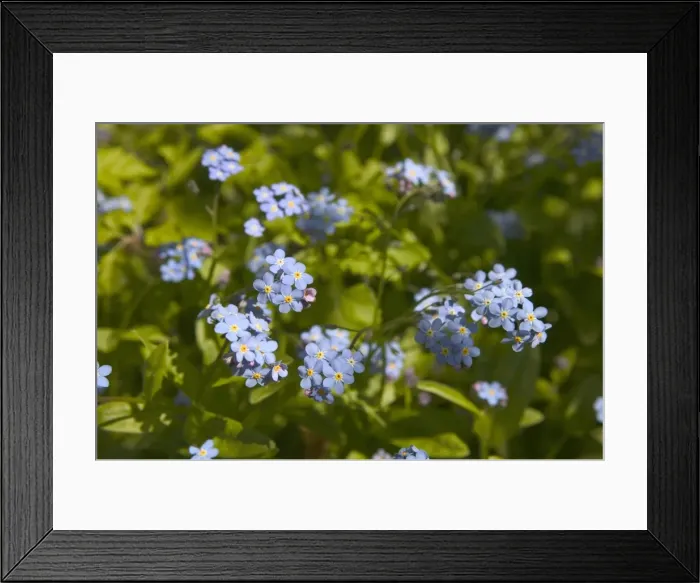 Framed Print : Forget-me-not Framed Print : Forget-me-not