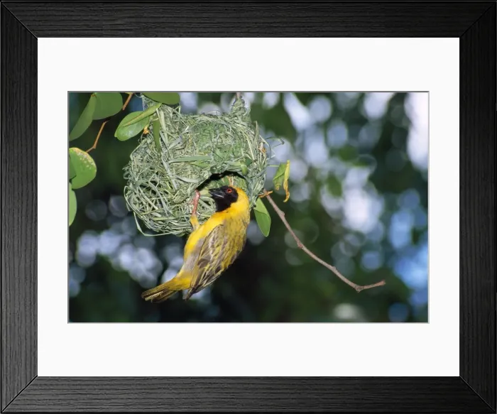 Framed Print : Southern Masked Weaver - at nest - Namibia Africa Framed Print : Southern Masked Weaver - at nest - Namibia Africa