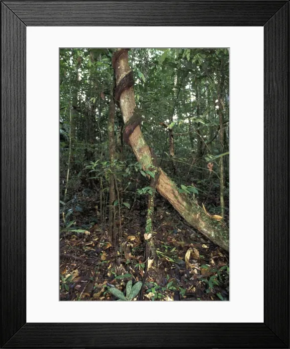 Framed Print : Creeper - rolling up the trunk of a tree. French Guiana Framed Print : Creeper - rolling up the trunk of a tree. French Guiana