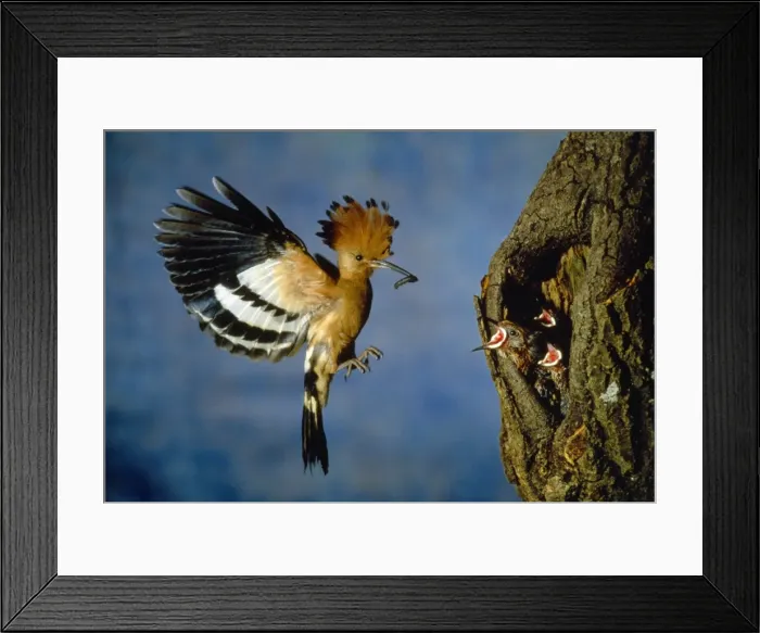 Framed Print : African Hoopoe - feeding young at nest Framed Print : African Hoopoe - feeding young at nest