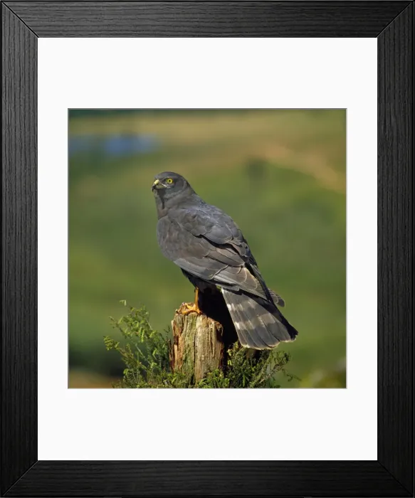 Framed Print : Black Harrier - perched on tree stump Framed Print : Black Harrier - perched on tree stump