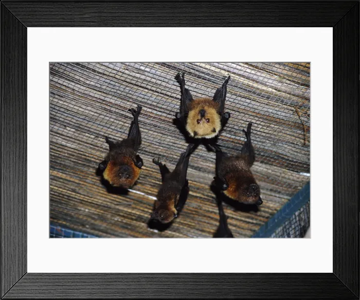 Framed Print : Rodrigues Flying-fox - roosting Framed Print : Rodrigues Flying-fox - roosting
