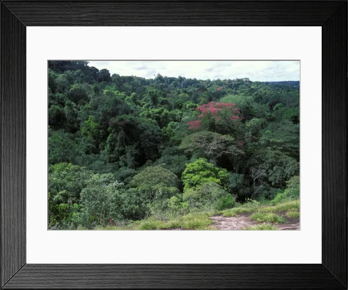 Framed Print : Aerial view of a forest Guyana Framed Print : Aerial view of a forest Guyana