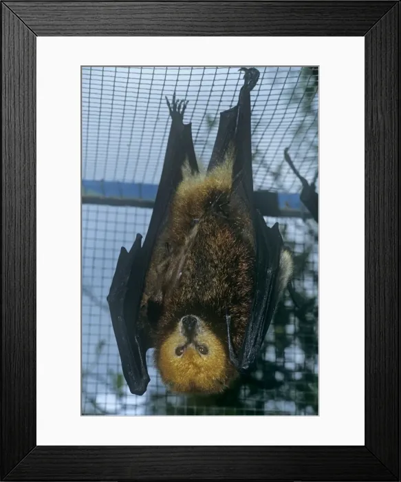 Framed Print : Mauritian flying fox - hanging from cage roof Framed Print : Mauritian flying fox - hanging from cage roof