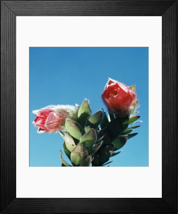 Framed Print : Marsh Rose Framed Print : Marsh Rose