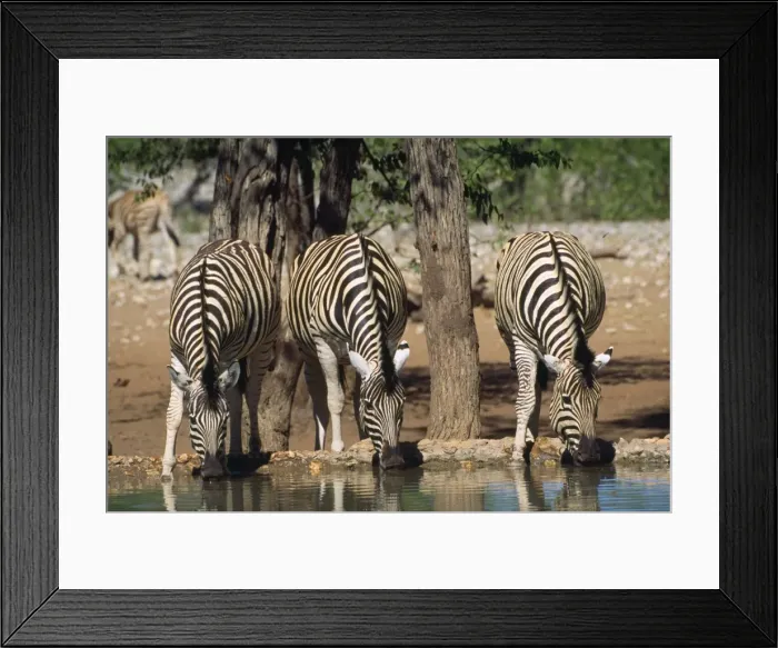 Framed Print : Hartmann's Mountain Zebras - drinking - Namibia - Africa Framed Print : Hartmann's Mountain Zebras - drinking - Namibia - Africa