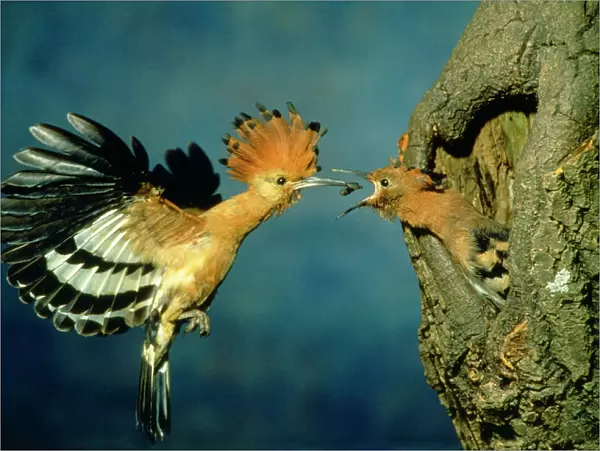 African Hoopoe - In flight - feeding brooding partner