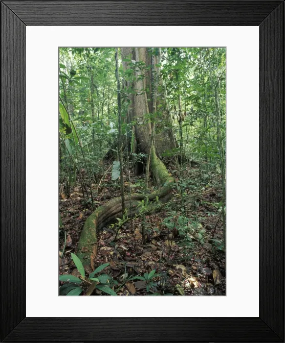 Framed Print : Tree Trunk - in forest showing buttress root French Guyana Framed Print : Tree Trunk - in forest showing buttress root French Guyana