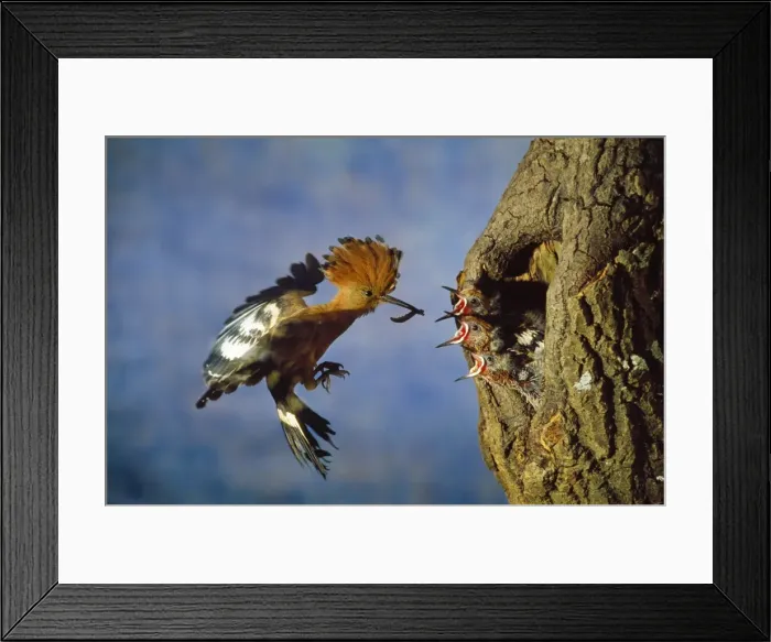 Framed Print : African Hoopoe - feeding young Framed Print : African Hoopoe - feeding young