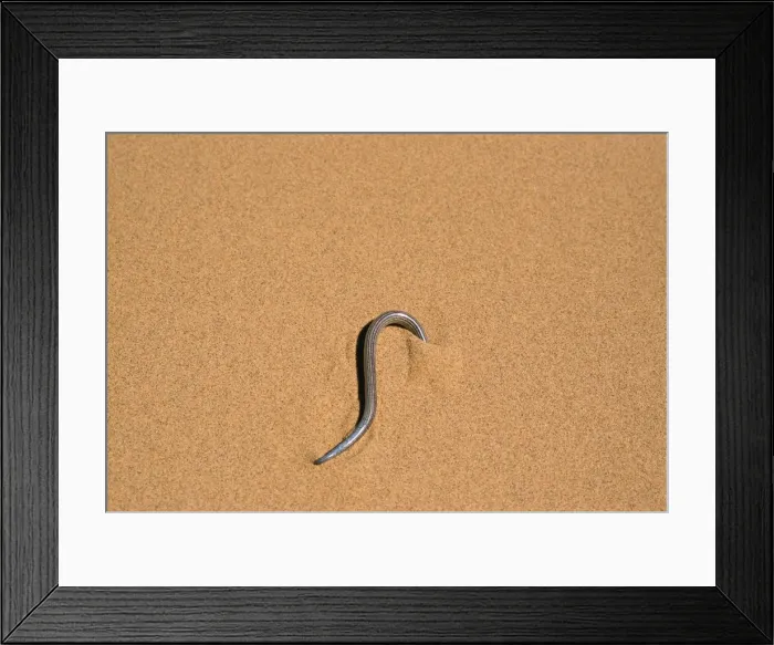 Framed Print : Fitz Simon's Burrowing Skink Namibia, Africa Framed Print : Fitz Simon's Burrowing Skink Namibia, Africa