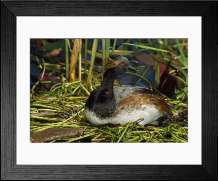 Framed Print : Black-necked / Eared Grebe Framed Print : Black-necked / Eared Grebe