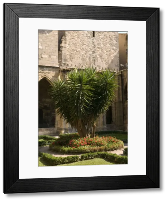 Framed Print : Yucca - Narbonne's cathedral Framed Print : Yucca - Narbonne's cathedral
