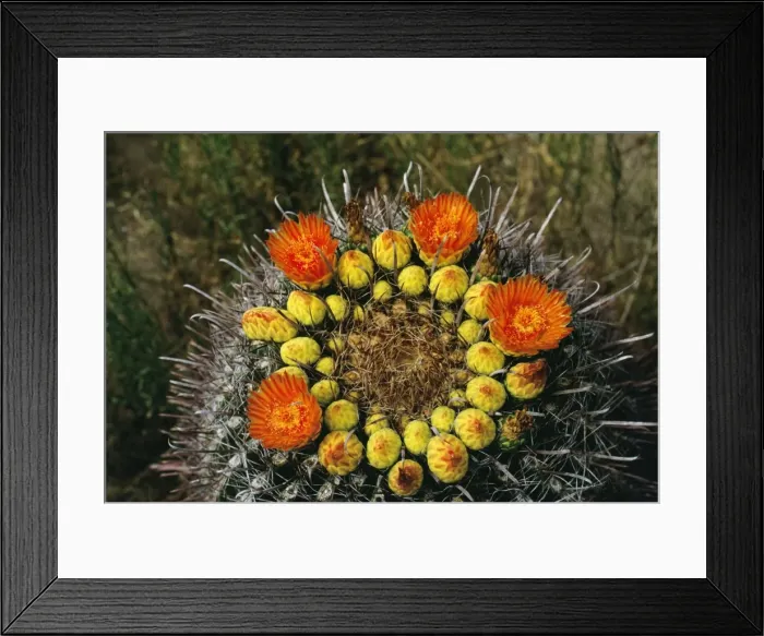 Framed Print : Barrel Cactus - in bloom Arizona, USA Framed Print : Barrel Cactus - in bloom Arizona, USA