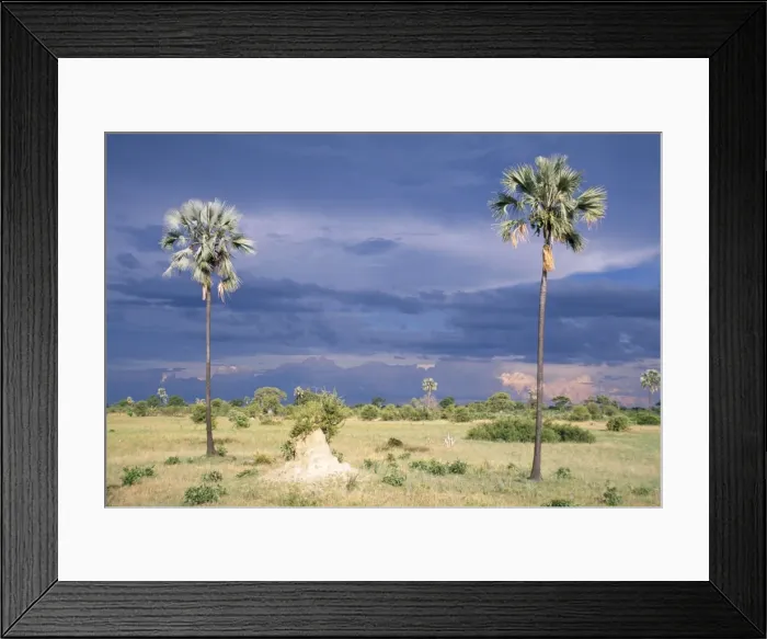 Framed Print : Zimbabwe - Ilala palms Hwange National Park, Zimbabwe Framed Print : Zimbabwe - Ilala palms Hwange National Park, Zimbabwe