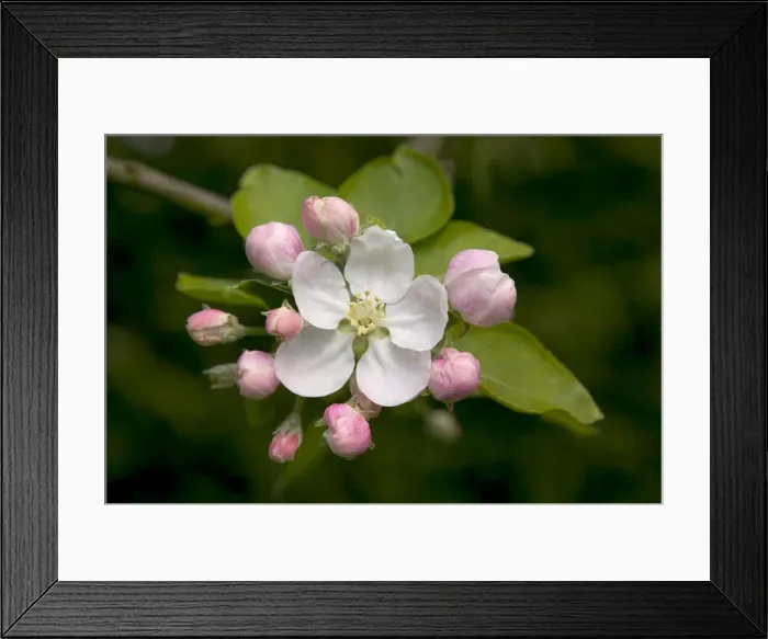Framed Print : Apple Tree - flower and buds Framed Print : Apple Tree - flower and buds