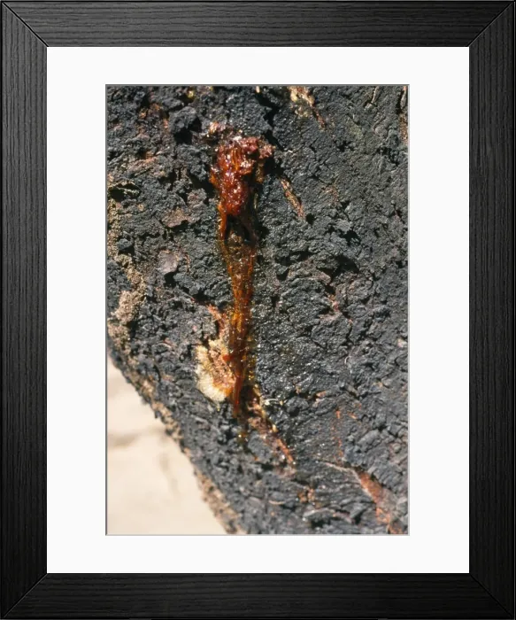 Framed Print : Acacia - oozing gum Framed Print : Acacia - oozing gum