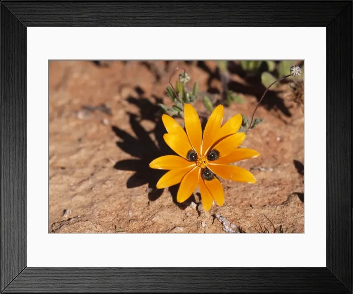 Framed Print : Beetle Daisy Showing mimic eyes to attract Bee-fly pollinator, Namaqualand, South Africa Framed Print : Beetle Daisy Showing mimic eyes to attract Bee-fly pollinator, Namaqualand, South Africa
