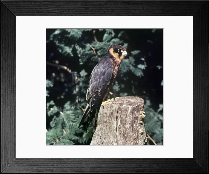 Framed Print : African Hobby Framed Print : African Hobby