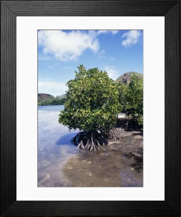 Framed Print : Mangroves Seychelles Framed Print : Mangroves Seychelles