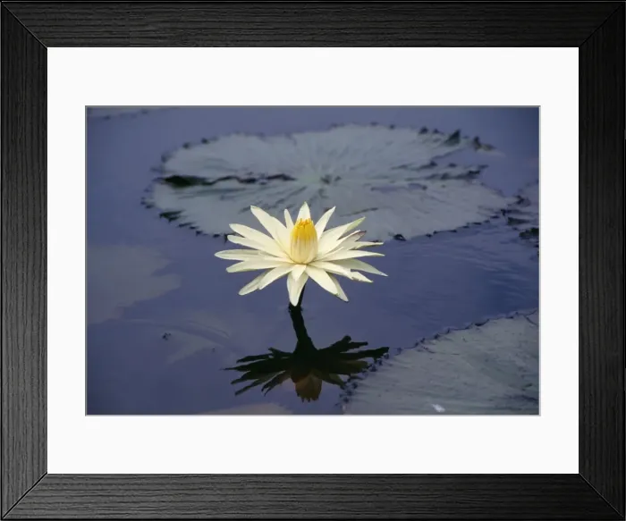 Framed Print : Night Water-lily Okavango, Africa Framed Print : Night Water-lily Okavango, Africa
