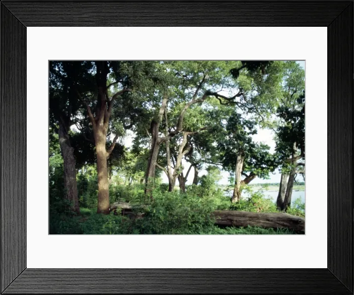 Framed Print : Ebony Trees Zimbabwe, Africa Framed Print : Ebony Trees Zimbabwe, Africa