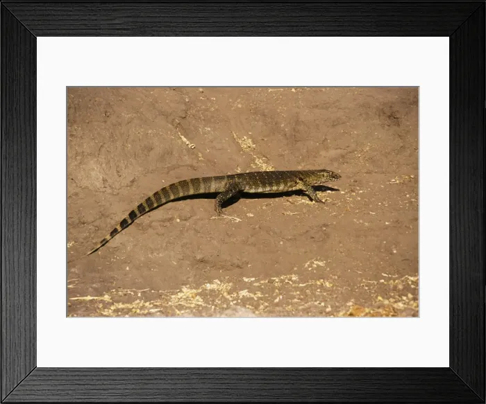 Framed Print : Water / Nile Monitor Lizard Framed Print : Water / Nile Monitor Lizard