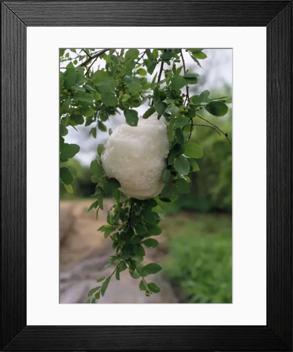 Framed Print : Grey Treefrog - foam nest Framed Print : Grey Treefrog - foam nest