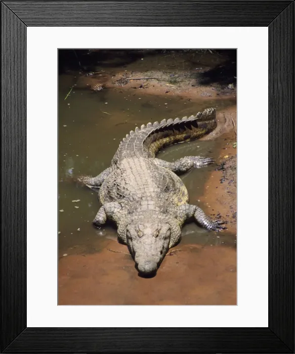 Framed Print : Nile Crocodile Framed Print : Nile Crocodile