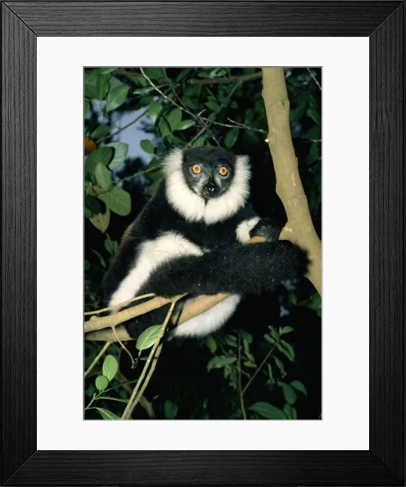 Framed Print : Black-and-white Ruffed Lemur Framed Print : Black-and-white Ruffed Lemur