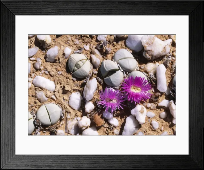 Framed Print : Argyroderma delaetil Succulent. Knersvlakte Namaqualand, South Africa Framed Print : Argyroderma delaetil Succulent. Knersvlakte Namaqualand, South Africa