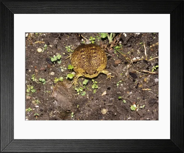 Framed Print : Cape Rain Frog - inflated to avoid predator Framed Print : Cape Rain Frog - inflated to avoid predator