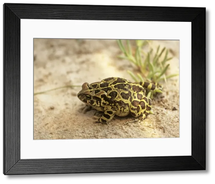 Framed Print : Western Leopard Toad - Also known as: Panther Toad, Cape Toad Framed Print : Western Leopard Toad - Also known as: Panther Toad, Cape Toad