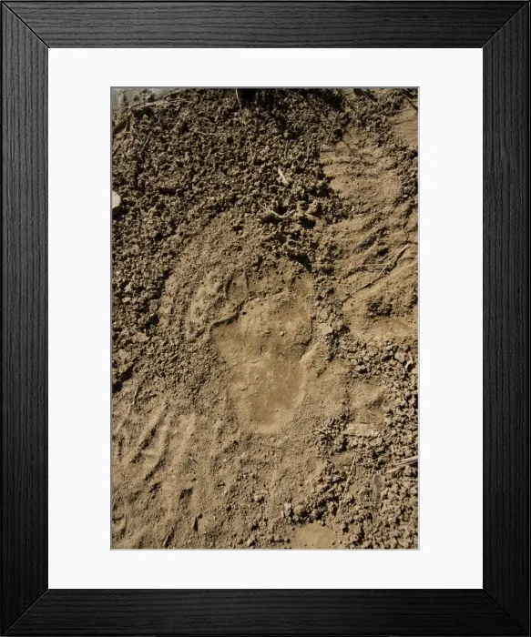 Framed Print : Brown Bear - track in wild - Zanskar - Jammu & Kashmir - India Framed Print : Brown Bear - track in wild - Zanskar - Jammu & Kashmir - India
