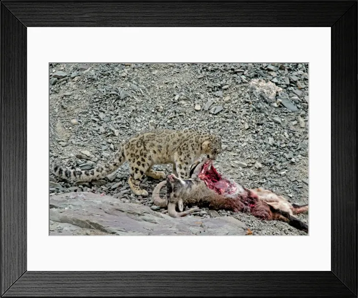 Framed Print : Snow Leopard - in wild - on male Bharal (Pseudois nayaur) kill - Rumbak valley - Ladakh - J & K India