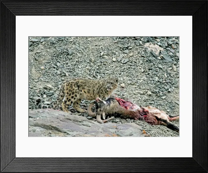 Framed Print : Snow Leopard - in wild - on male Bharal (Pseudois nayaur) kill - Rumbak valley - Ladakh - J & K India Framed Print : Snow Leopard - in wild - on male Bharal (Pseudois nayaur) kill - Rumbak valley - Ladakh - J & K India